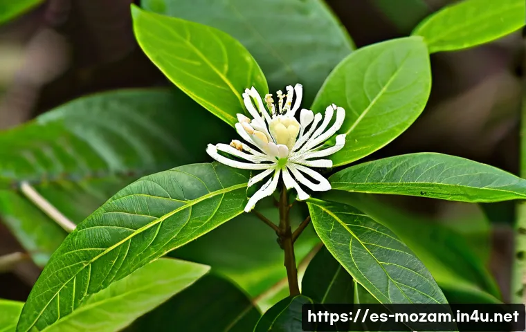 모잠비크 커피 산업 성장 가능성 관련 이미지 1