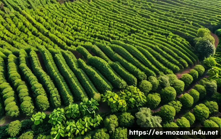 모잠비크 커피 산업 성장 가능성 관련 이미지 2